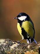 Great Tit