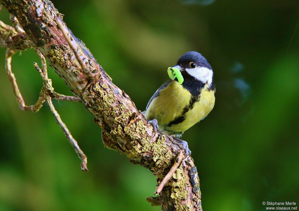 Mésange charbonnièreadulte