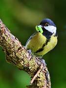 Great Tit