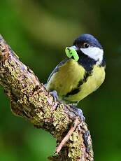 Mésange charbonnière