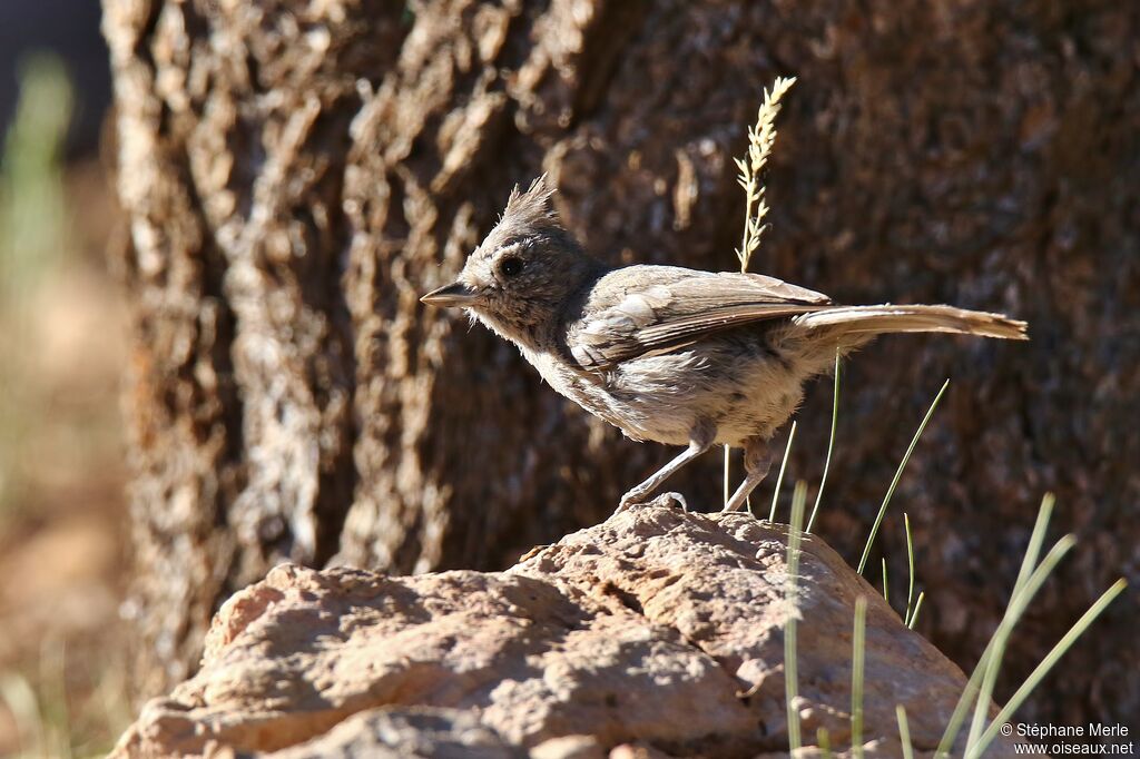 Mésange des pinèdes