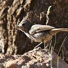 Mésange des pinèdes