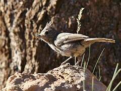 Juniper Titmouse