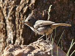 Juniper Titmouse