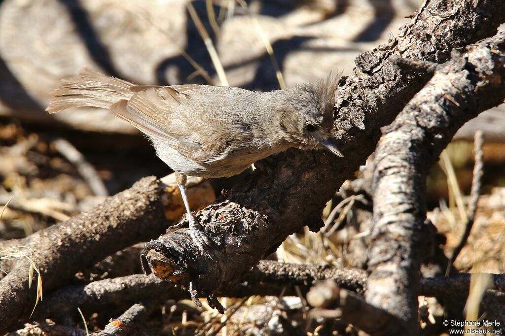 Mésange des pinèdes