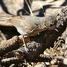 Mésange des pinèdes