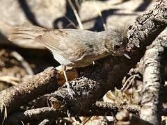 Juniper Titmouse