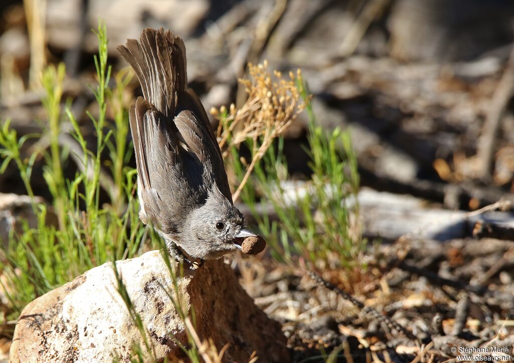 Mésange des pinèdes