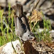 Juniper Titmouse