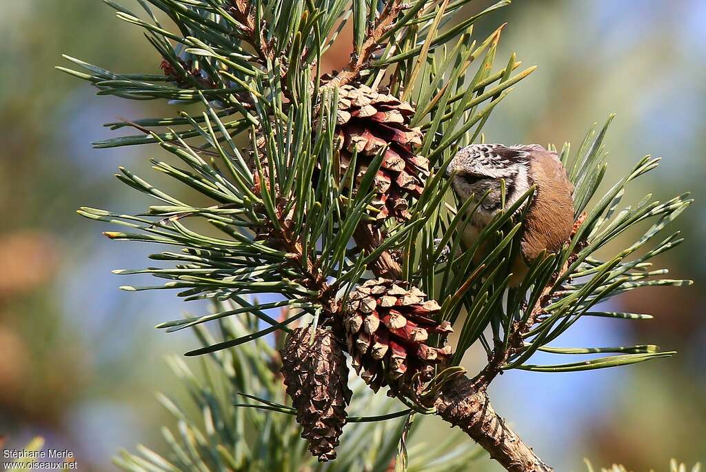 Crested Titadult, feeding habits