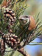 Crested Tit