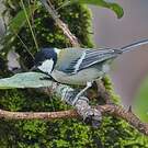 Mésange indienne