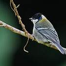 Mésange indienne