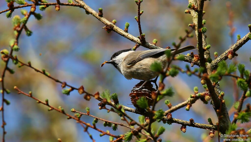 Marsh Tit