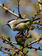 Marsh Tit