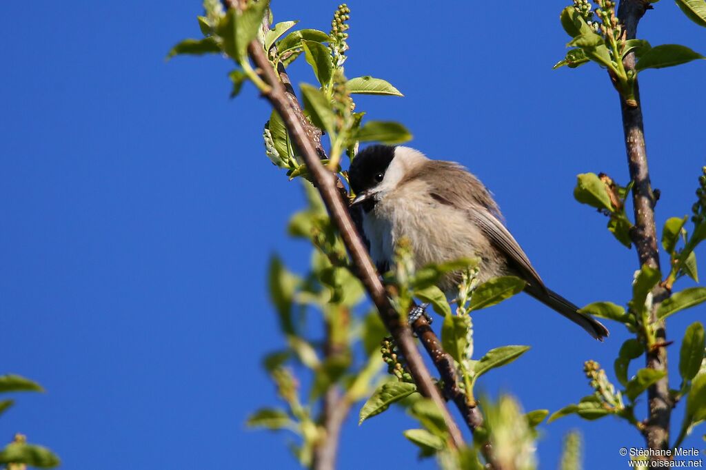 Mésange nonnette