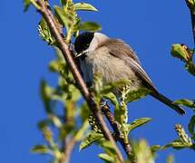 Mésange nonnette