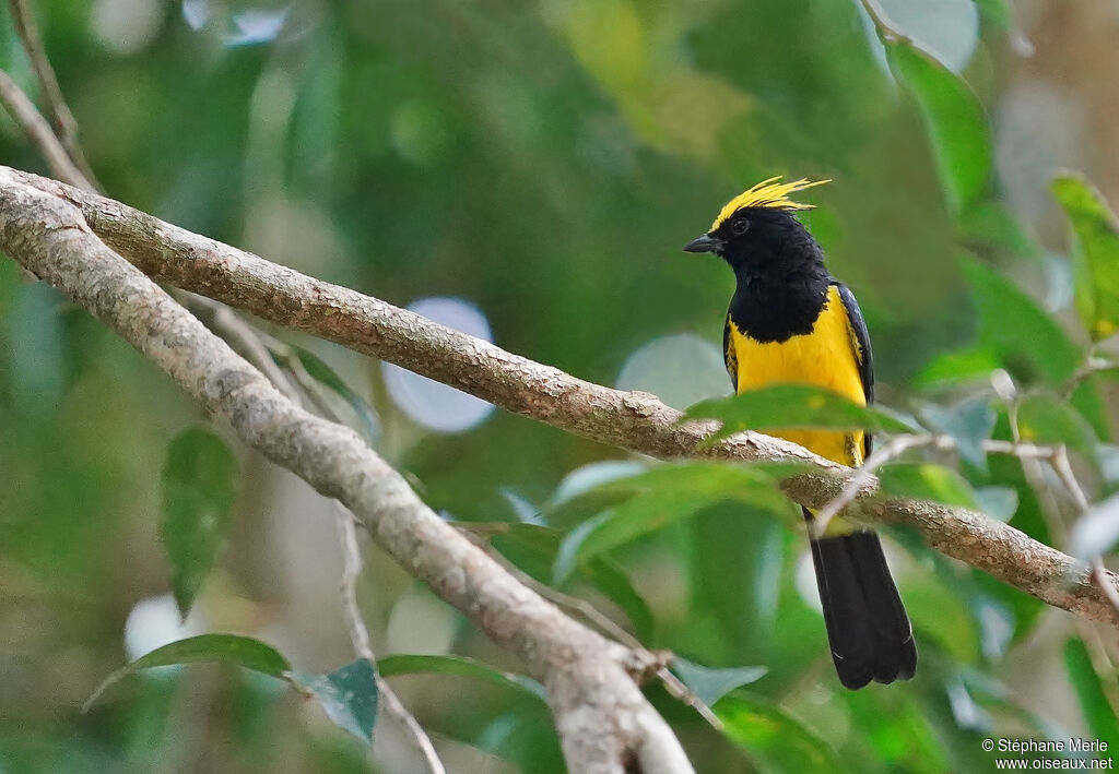 Mésange sultaneadulte