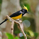 Mésange sultane