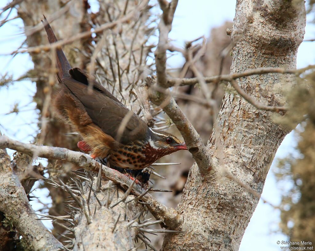 Subdesert Mesite female adult