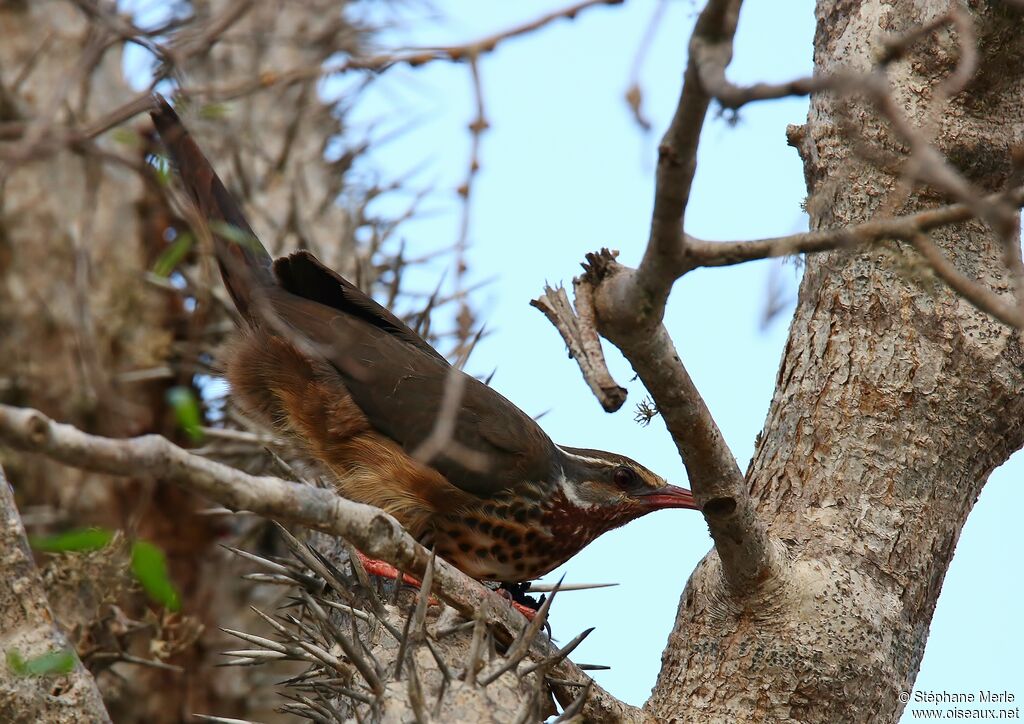 Mésite monias femelle