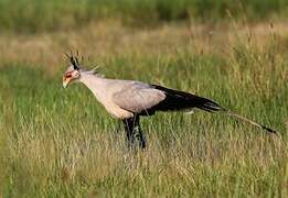 Secretarybird