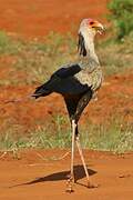 Secretarybird