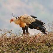 Secretarybird