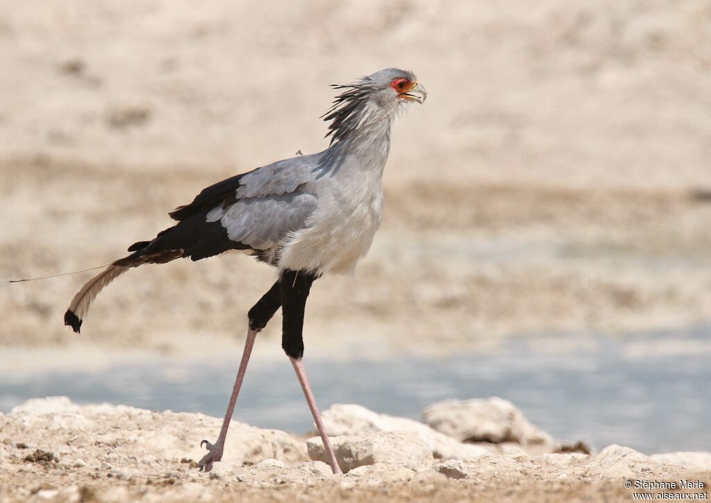 Secretarybird