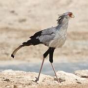 Secretarybird