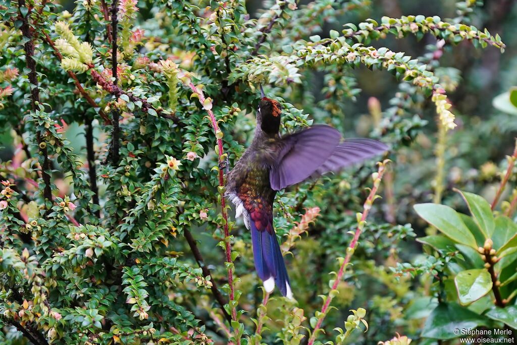 Rainbow-bearded Thornbill