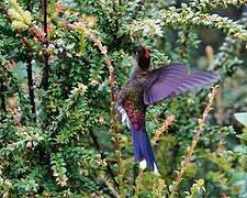 Rainbow-bearded Thornbill