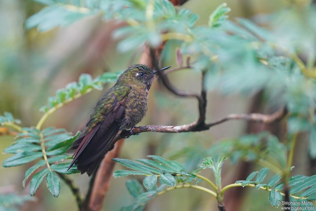 Tyrian Metaltailadult