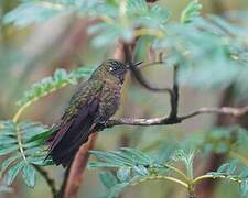 Tyrian Metaltail