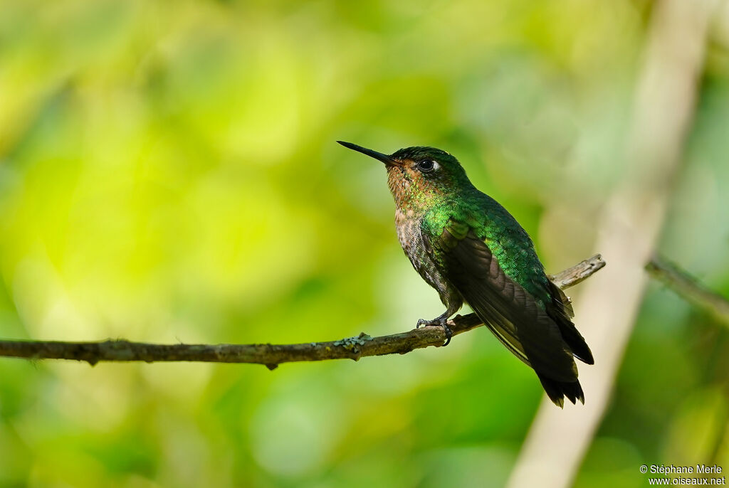 Tyrian Metaltail female adult