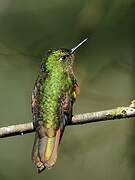 Tyrian Metaltail