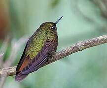 Tyrian Metaltail