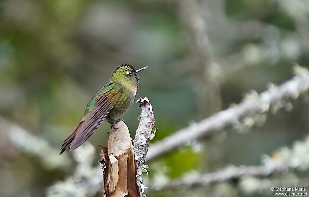 Tyrian Metaltail