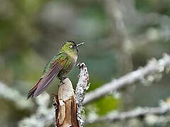 Tyrian Metaltail