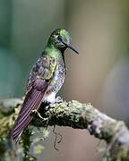 Viridian Metaltail