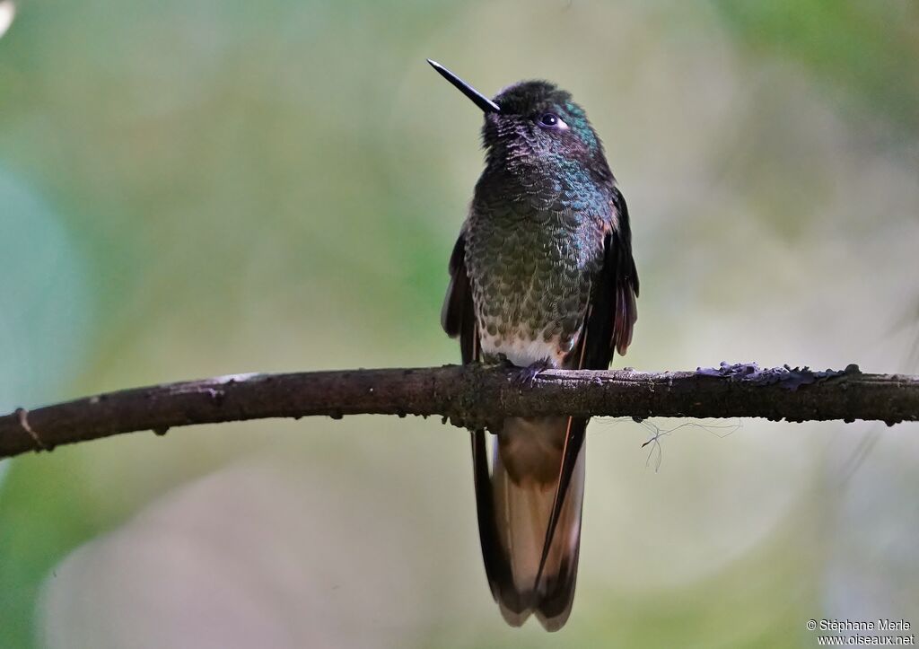 Viridian Metaltail