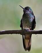 Viridian Metaltail