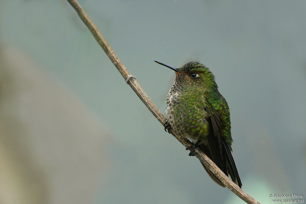 Viridian Metaltail