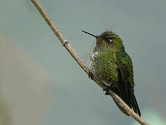 Viridian Metaltail