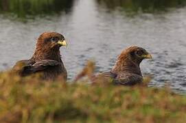 Yellow-billed Kite