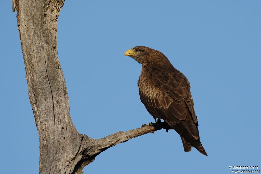 Yellow-billed Kiteadult