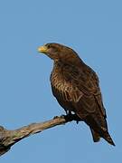 Yellow-billed Kite