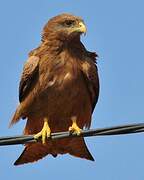 Yellow-billed Kite