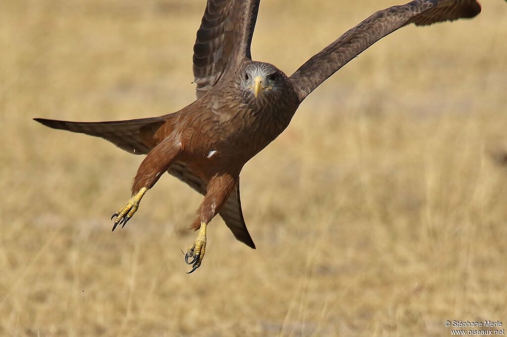 Yellow-billed Kiteadult