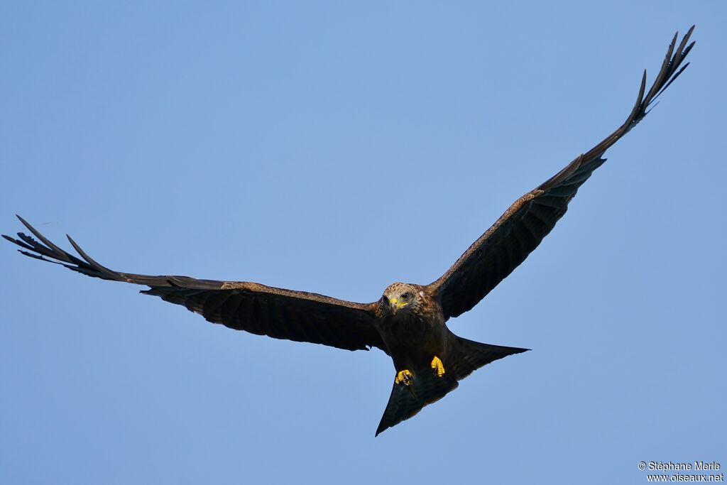 Yellow-billed Kite